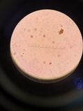 Radulodon copelandii image
