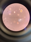 Radulodon copelandii image