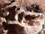 Steccherinum ochraceum image