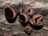 Bulgaria inquinans image
