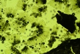 Chlorosplenium chlora image
