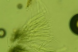 Chlorosplenium chlora image