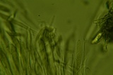 Chlorosplenium chlora image