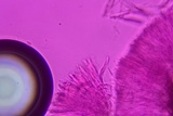 Chlorosplenium chlora image