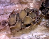 Cenangium ferruginosum image