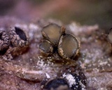 Cenangium ferruginosum image