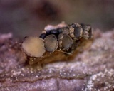 Cenangium ferruginosum image