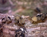 Cenangium ferruginosum image