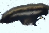 Cenangium ferruginosum image