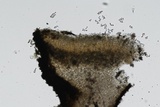 Cenangium ferruginosum image