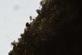 Cenangium ferruginosum image