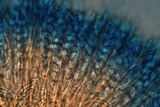 Cenangium ferruginosum image