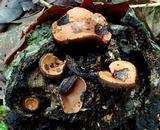 Galiella rufa image