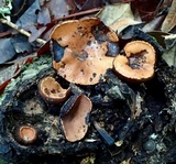 Galiella rufa image