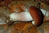 Boletus nobilissimus image