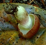 Boletus nobilissimus image