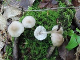 Mycena galericulata image