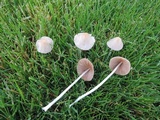 Conocybe apala image