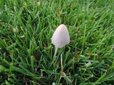 Conocybe apala image