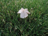 Conocybe apala image