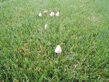 Conocybe apala image