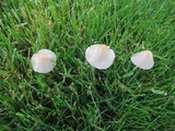 Conocybe apala image