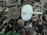 Megacollybia rodmanii image