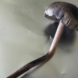 Panaeolus cinctulus image
