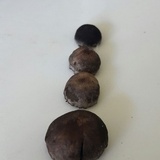 Panaeolus cinctulus image
