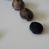 Panaeolus cinctulus image