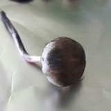 Panaeolus cinctulus image