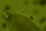 Hyphodontia arguta image
