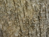 Aleurodiscus oakesii image