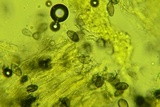 Aleurodiscus oakesii image