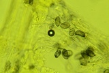 Aleurodiscus oakesii image