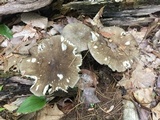Megacollybia rodmanii image