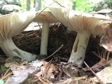 Megacollybia rodmanii image