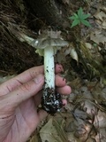 Megacollybia rodmanii image