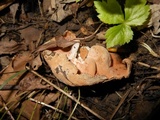 Hypomyces cervinigenus image