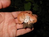 Hypomyces cervinigenus image