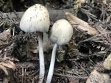 Coprinellus domesticus image