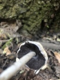 Coprinellus domesticus image