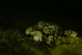 Merismodes fasciculata image