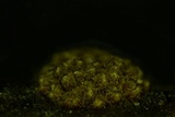 Merismodes fasciculata image