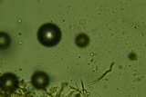 Merismodes fasciculata image