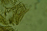 Merismodes fasciculata image