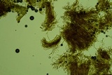 Merismodes fasciculata image