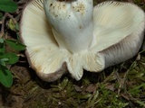 Russula crustosa image