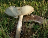 Amanita sect. Vaginatae image
