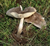Amanita sect. Vaginatae image